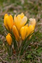 Yellow spring crocus