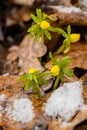 Yellow spring crocus Royalty Free Stock Photo