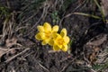 yellow spring crocus closeup top view selective focus Royalty Free Stock Photo