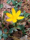 Yellow Spring Crocus in Dead Leaves Royalty Free Stock Photo