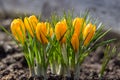 Yellow spring crocus flowers