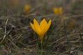 Yellow spring crocus in a forest.Wild Saffron Flower.Close-up on the blur background Royalty Free Stock Photo