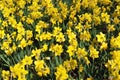 Yellow Spring Daffodils Royalty Free Stock Photo