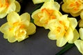 Yellow spring daffodils, spring flowers, yellow flowers with an orange center, flowers on a black background