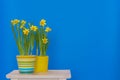 Yellow spring daffodils planted in coloful pots isolated on the