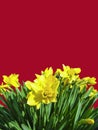 Yellow spring daffodils. Royalty Free Stock Photo