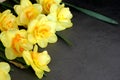 Yellow spring daffodils, spring flowers, yellow flowers with an orange center, flowers on a black background