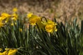 Spring Daffodils in the Sun Royalty Free Stock Photo
