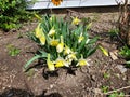 Yellow Spring Dafodils Royalty Free Stock Photo