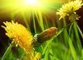 Yellow spring dandelions