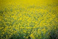 Yellow spring fields with selective focus Royalty Free Stock Photo
