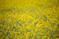 Yellow spring fields with selective focus Royalty Free Stock Photo