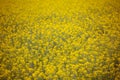 Yellow spring fields with selective focus Royalty Free Stock Photo
