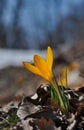 Yellow spring flower Royalty Free Stock Photo