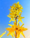 Yellow spring flower blossoms blue sky close up Royalty Free Stock Photo