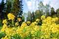 Yellow spring flower in Finland