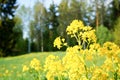 Yellow spring flower in Finland