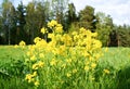 Yellow spring flower in Finland