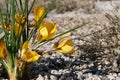 Yellow spring flower of Golden Crocus plant, also called Snow Crocus Royalty Free Stock Photo