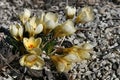 Yellow spring flower of Golden Crocus plant, also called Snow Crocus Royalty Free Stock Photo