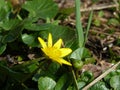 Yellow spring floweret