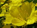 Yellow spring flower with pollination system in close-up Royalty Free Stock Photo