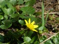 Yellow spring floweret