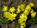 Yellow spring flowerets