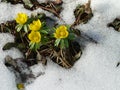 Yellow spring flowers Royalty Free Stock Photo