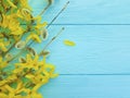 Yellow spring flowers on blue wooden background Royalty Free Stock Photo