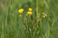 Yellow. Spring. Flowers. Blurred. Field Royalty Free Stock Photo