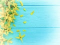 Yellow spring flowers border seasonal on blue wooden background Royalty Free Stock Photo