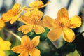 Yellow spring flowers Caltha palustris known as marigold marsh on the shore of the lake in may day closeup Royalty Free Stock Photo