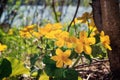 Yellow spring flowers Caltha palustris known as marigold marsh on the shore of the lake in may day closeup Royalty Free Stock Photo