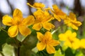 Yellow spring flowers Caltha palustris known as marigold marsh on the shore of the lake in may day closeup Royalty Free Stock Photo