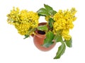 Yellow spring flowers of an evergreen holly plant in a ceramic jug isolated