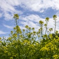 Yellow flowers in front of blue sky and white clouds Royalty Free Stock Photo