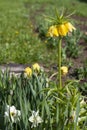Yellow spring flowers grouse imperial grow in the garden