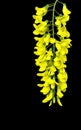 Yellow Spring flowers of a Laburnum tree against a black background. Canvas art