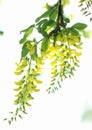 Yellow Spring flowers of a Laburnum tree. Canvas art