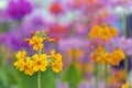 Yellow spring flowers macro