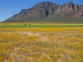 Yellow spring flowers with mountains, tractor, agricultural sprinkler in background