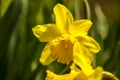 Yellow flowers of narcissus daffodils