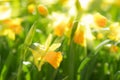 Yellow spring flowers narcissus daffodils with bright sunbeams Royalty Free Stock Photo