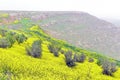 Yellow spring flowers near Gobeklitepe, Sanliurfa - Turkey