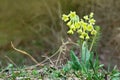 Yellow spring flowers primrose  Primula elatior, oxlip, cowslip,  in grass on defocused of natural background Royalty Free Stock Photo