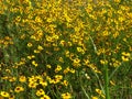 Multiple Yellow Spring Flowers in grassy plains.
