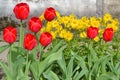 Yellow spring flowers and red tulips on a vintage white shabby background in parc Royalty Free Stock Photo