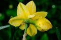 yellow spring flowers in springtime covered with rain drops Royalty Free Stock Photo