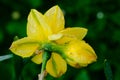 yellow spring flowers in springtime covered with rain drops Royalty Free Stock Photo